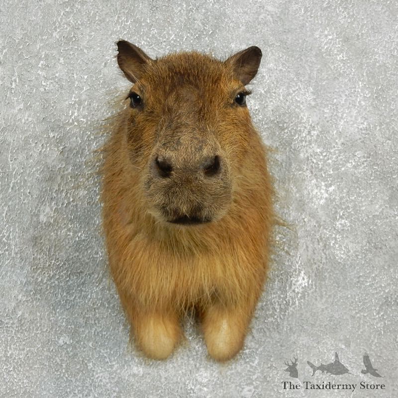 Capybara Mount For Sale #17639 @ The Taxidermy Store