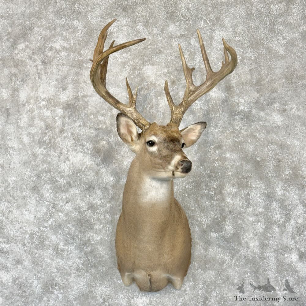 Whitetail Deer Shoulder Mount For Sale #28969 - The Taxidermy Store