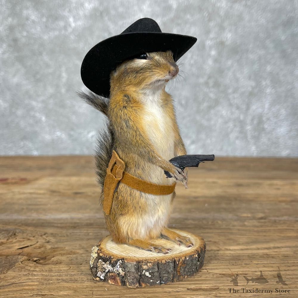 Cowboy Chipmunk Novelty Mount For Sale #24337 @ The Taxidermy Store