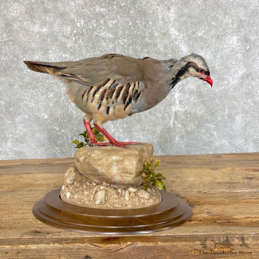 Chukar Taxidermy Mount For Sale #24495 @ The Taxidermy Store
