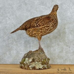 Temminck's Tragopan Pheasant Taxidermy Bird Mount #12688 For Sale @ The Taxidermy Store