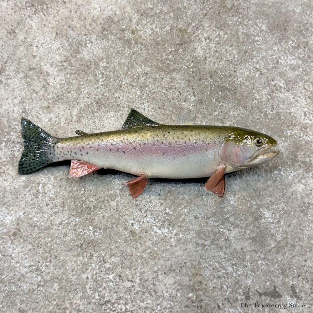 Cutthroat Trout Fish Mount For Sale #29881 @ The Taxidermy Store
