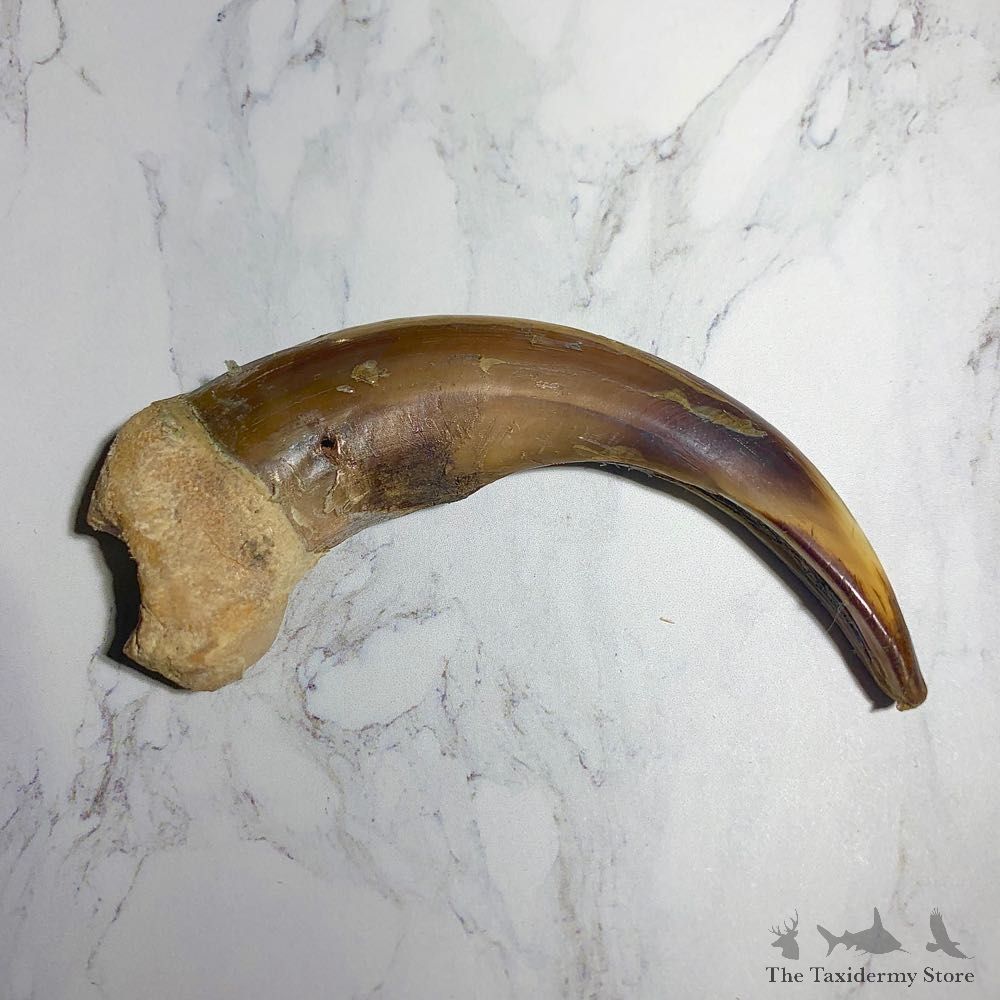 Grizzly Bear Claw For Sale #23780 - The Taxidermy Store