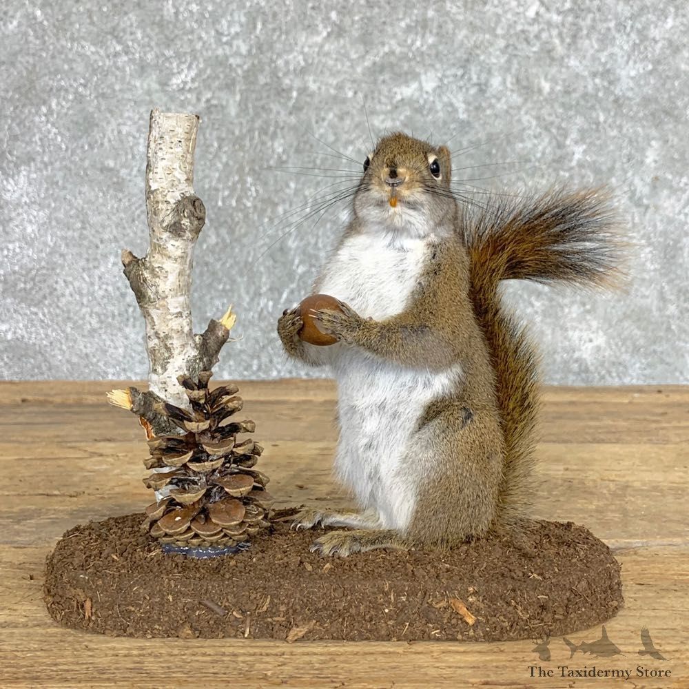 Red Squirrel Life-Size Mount For Sale #22449 @ The Taxidermy Store