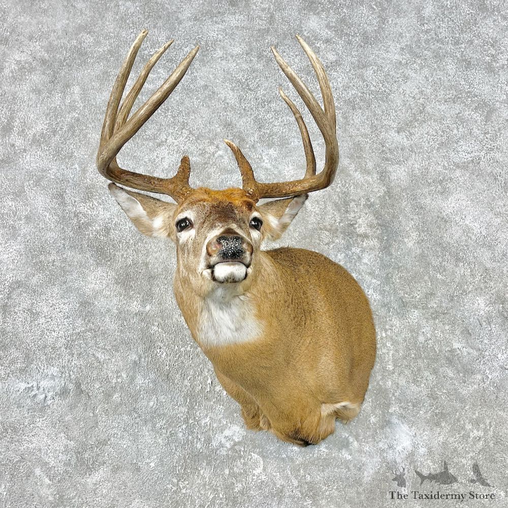 Whitetail Deer Shoulder Mount For Sale #26821 - The Taxidermy Store