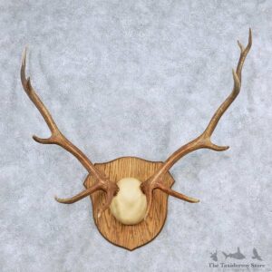 Elk Antler Taxidermy Mount For Sale #13929 For Sale @ The Taxidermy Store