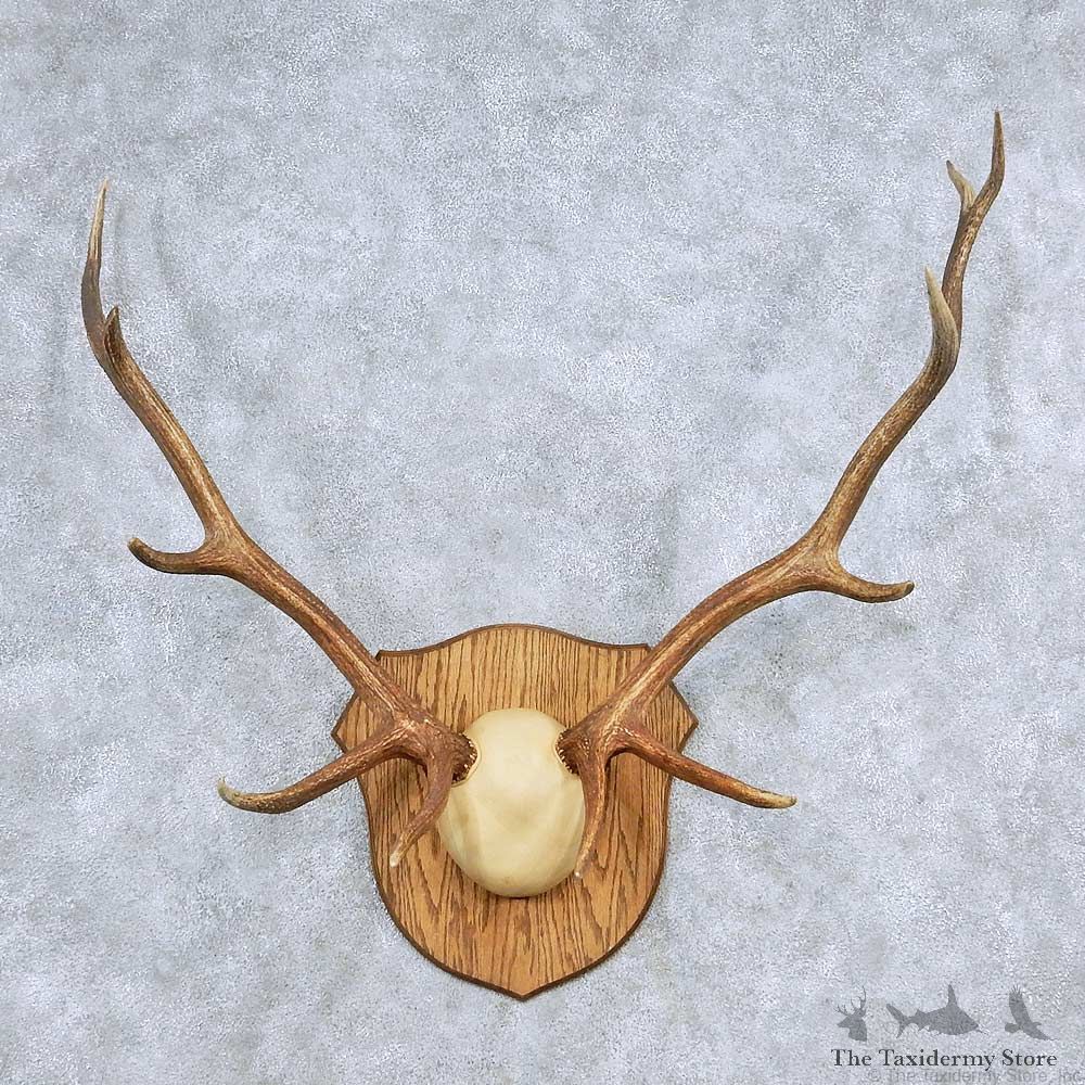 Elk Antler Taxidermy Mount For Sale #13929 For Sale @ The Taxidermy Store