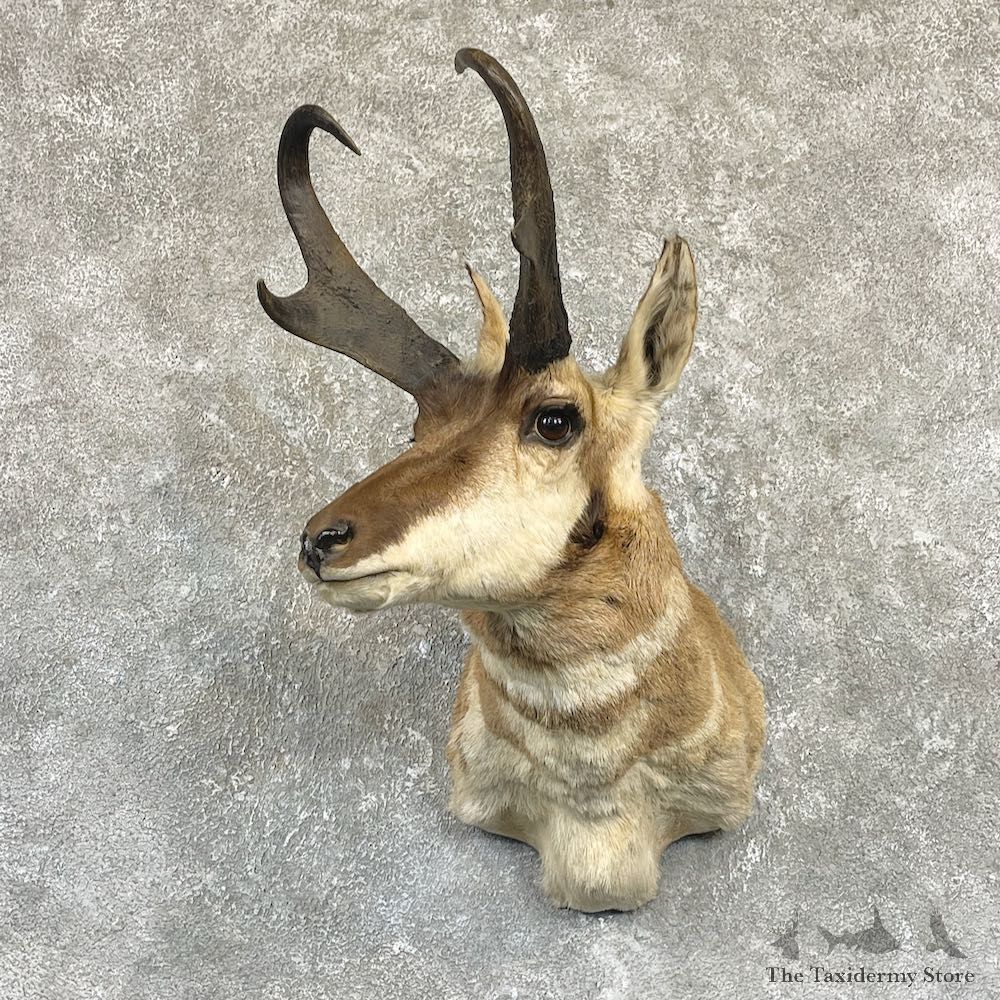 Pronghorn Taxidermy Shoulder Mount #26329 For Sale @ The Taxidermy Store