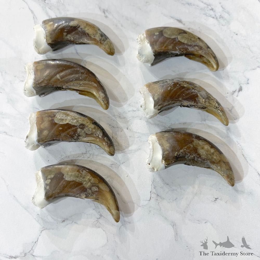 7 Pack Grizzly Bear Back Claws For Sale #24857 - The Taxidermy Store