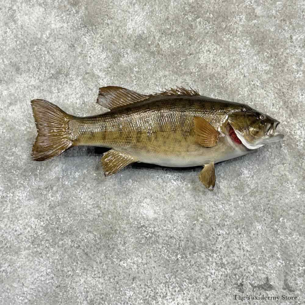 Smallmouth Bass Fish Mount For Sale #31063 @ The Taxidermy Store