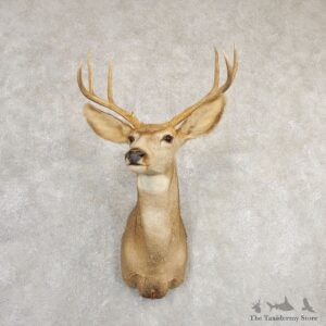 Mule Deer Shoulder Mount For Sale #20834 @ The Taxidermy Store