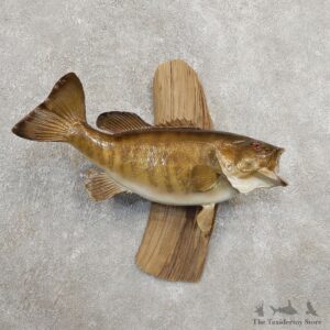Smallmouth Bass Fish Mount For Sale #20904 @ The Taxidermy Store