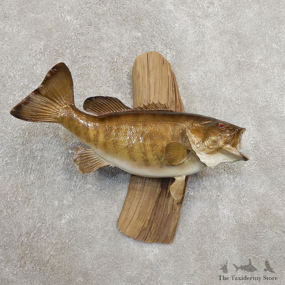 Smallmouth Bass Fish Mount For Sale #20904 @ The Taxidermy Store