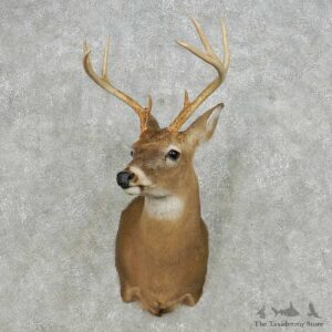 Whitetail Deer Taxidermy Shoulder Mount For Sale #14131 @ The Taxidermy Store