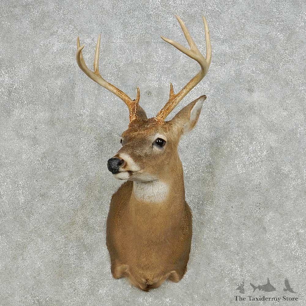 Whitetail Deer Taxidermy Shoulder Mount For Sale #14131 @ The Taxidermy Store