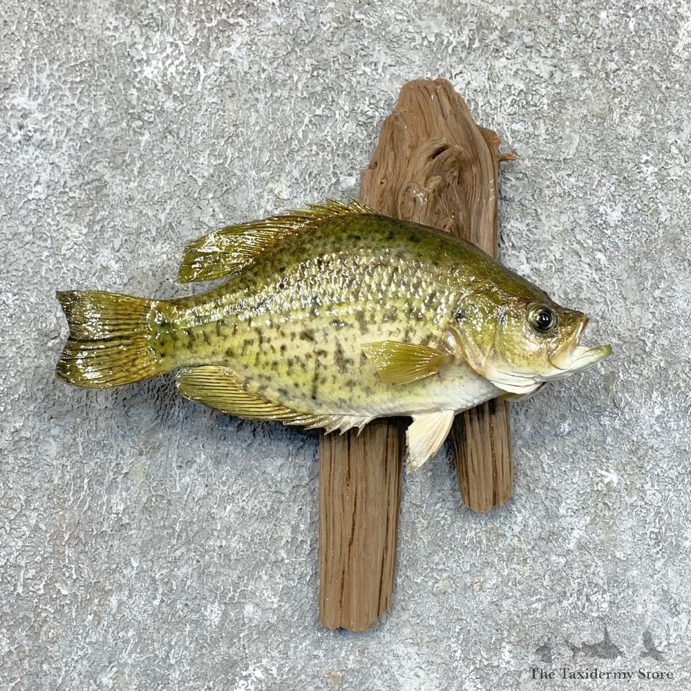 Black Crappie Taxidermy Fish Mount #23608 For Sale @ The Taxidermy Store