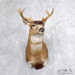 Sitka Blacktail Deer Shoulder Mount For Sale #18615 For Sale @ The Taxidermy Store