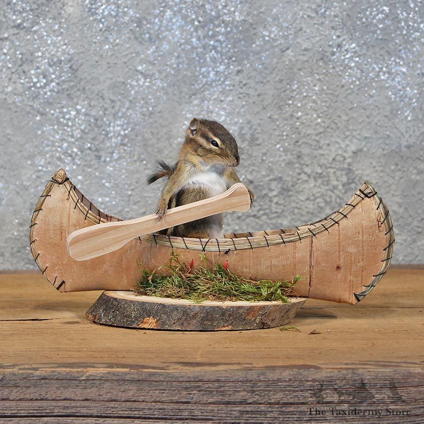 Novelty Canoe Chipmunk Mount #11907 For Sale @ The Taxidermy Store
