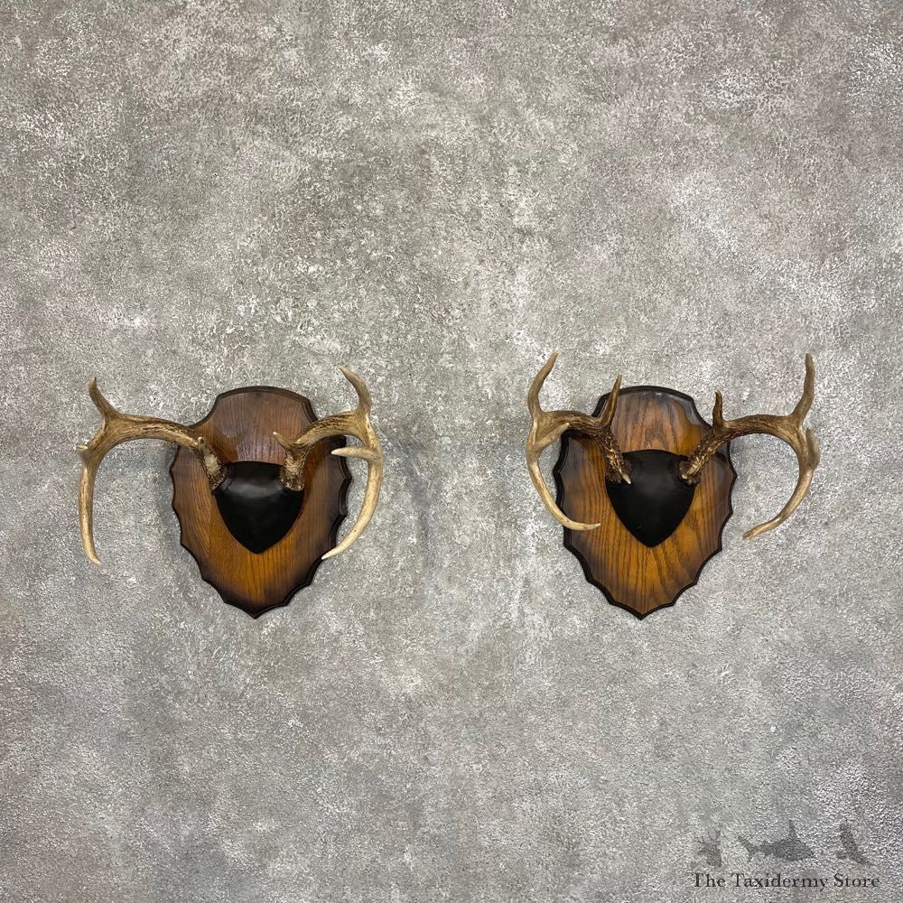 Whitetail Deer Antler Plaque Pair #24567 For Sale @ The Taxidermy Store