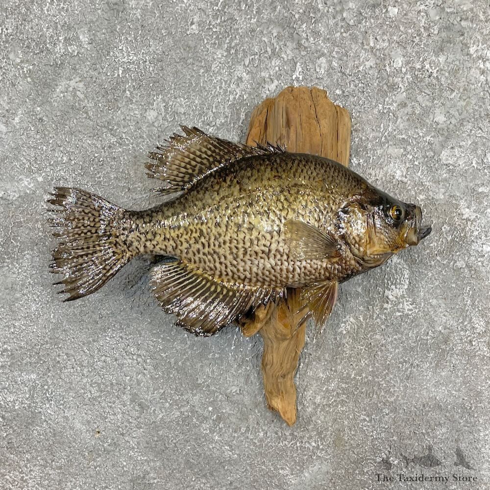 Black Crappie Fish Mount For Sale #27440 @ The Taxidermy Store