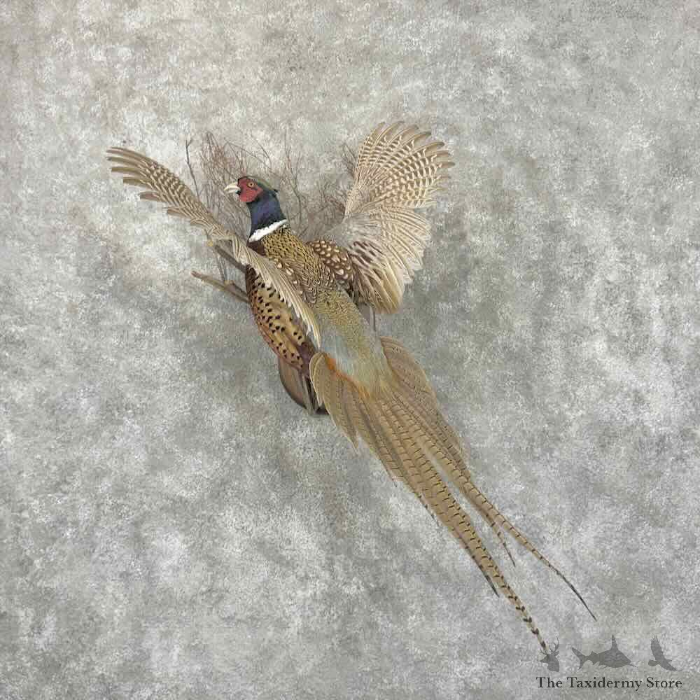 Ringneck Pheasant Bird Mount For Sale #31575 @ The Taxidermy Store
