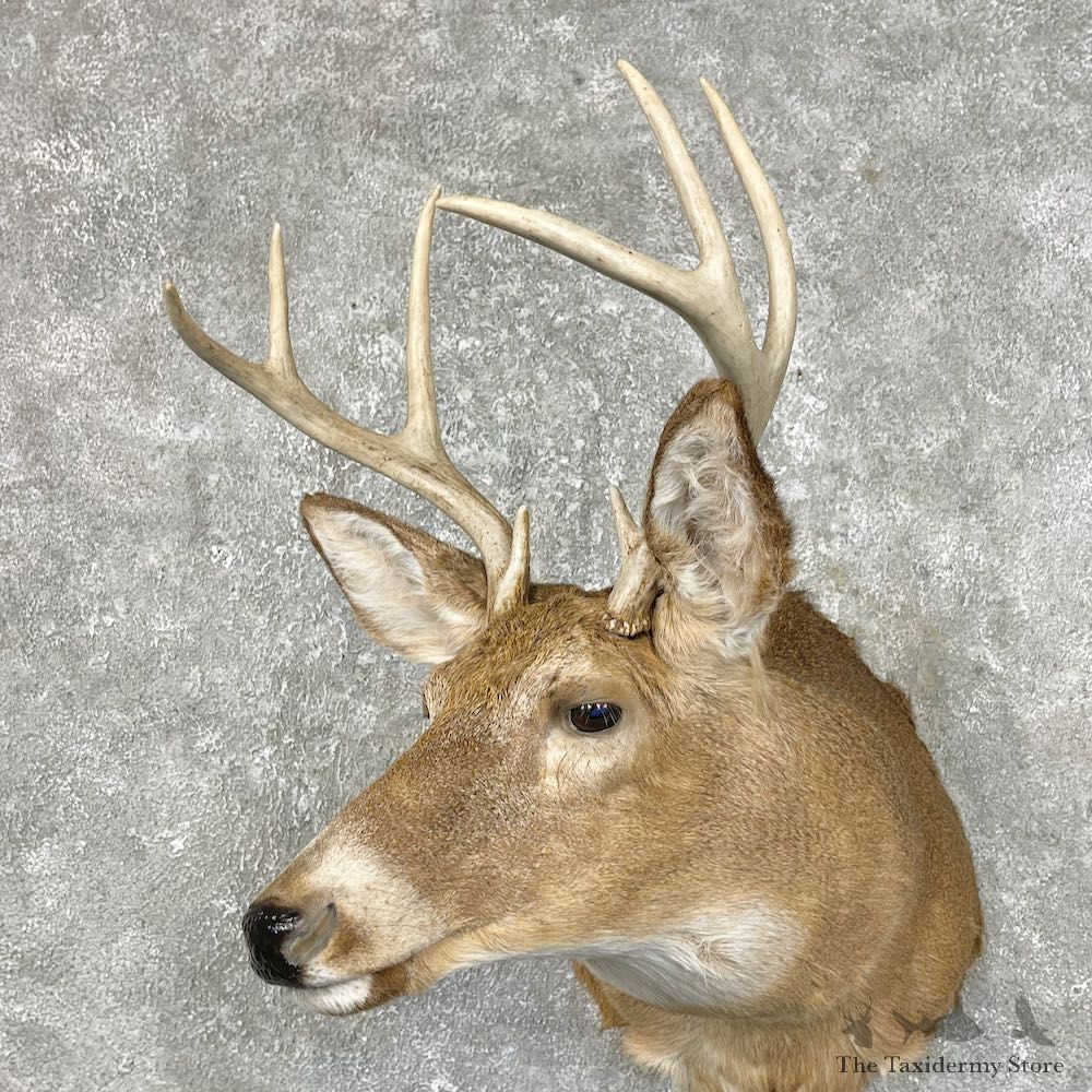 Whitetail Deer Taxidermy Shoulder Mount For Sale #25305 @ The Taxidermy Store