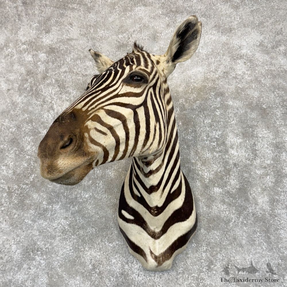 African Plains Zebra Shoulder Mount For Sale #30111 @ The Taxidermy Store