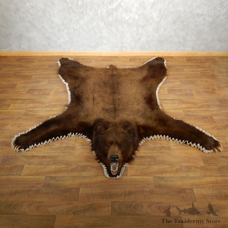 Brown Bear Taxidermy Rug with Mounted Head 17858 For Sale @ The Taxidermy Store