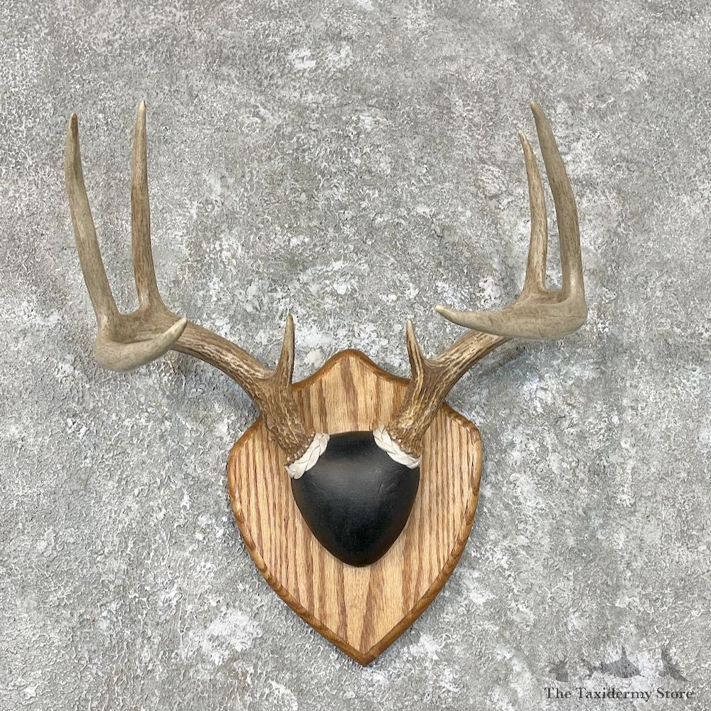 Whitetail Deer Antler Plaque Mount For Sale #26764 @ The Taxidermy Store