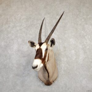 Gemsbok Oryx Shoulder Mount For Sale #20288 - The Taxidermy Store