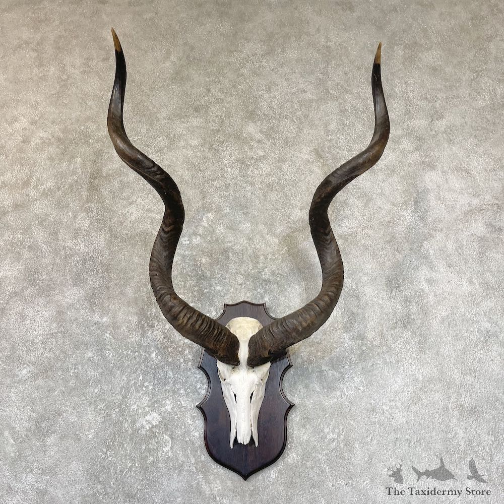 Greater Kudu Skull European Mount For Sale #26688 @ The Taxidermy Store