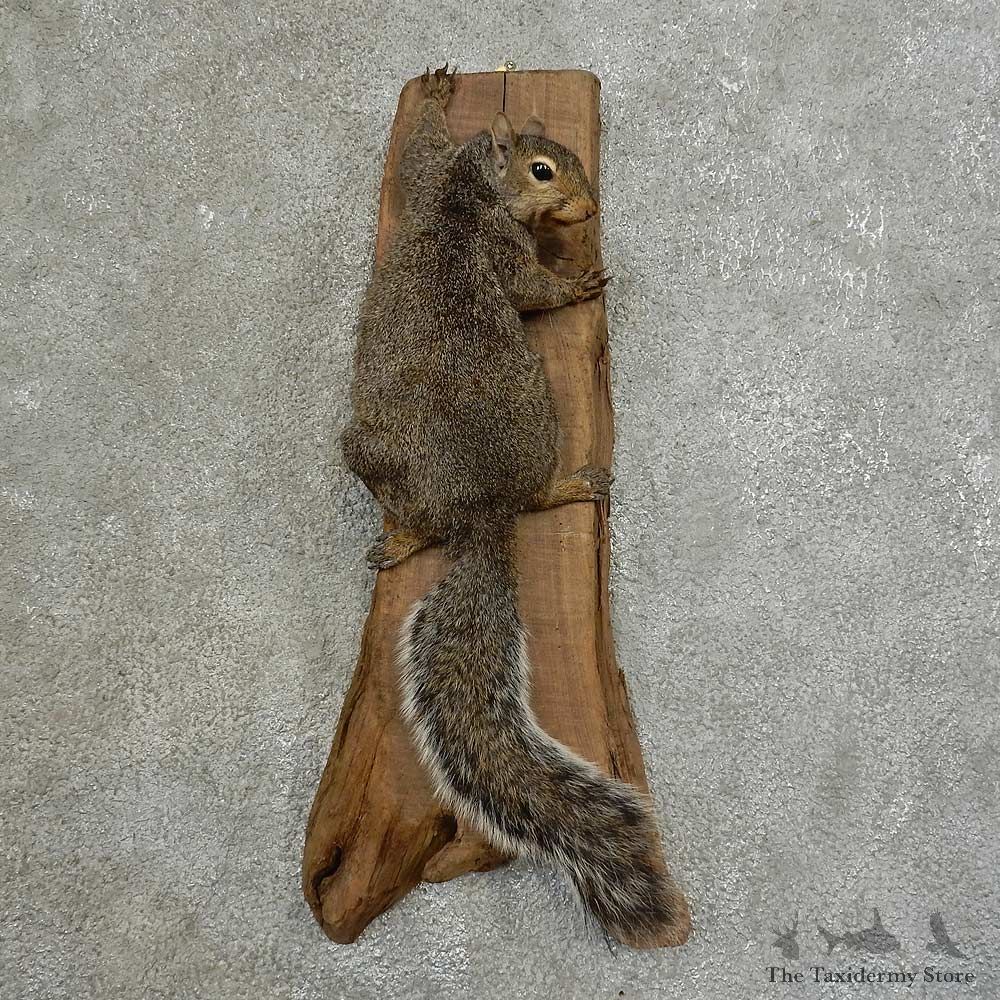 Grey Squirrel Life-Size Mount For Sale #16850 @ The Taxidermy Store