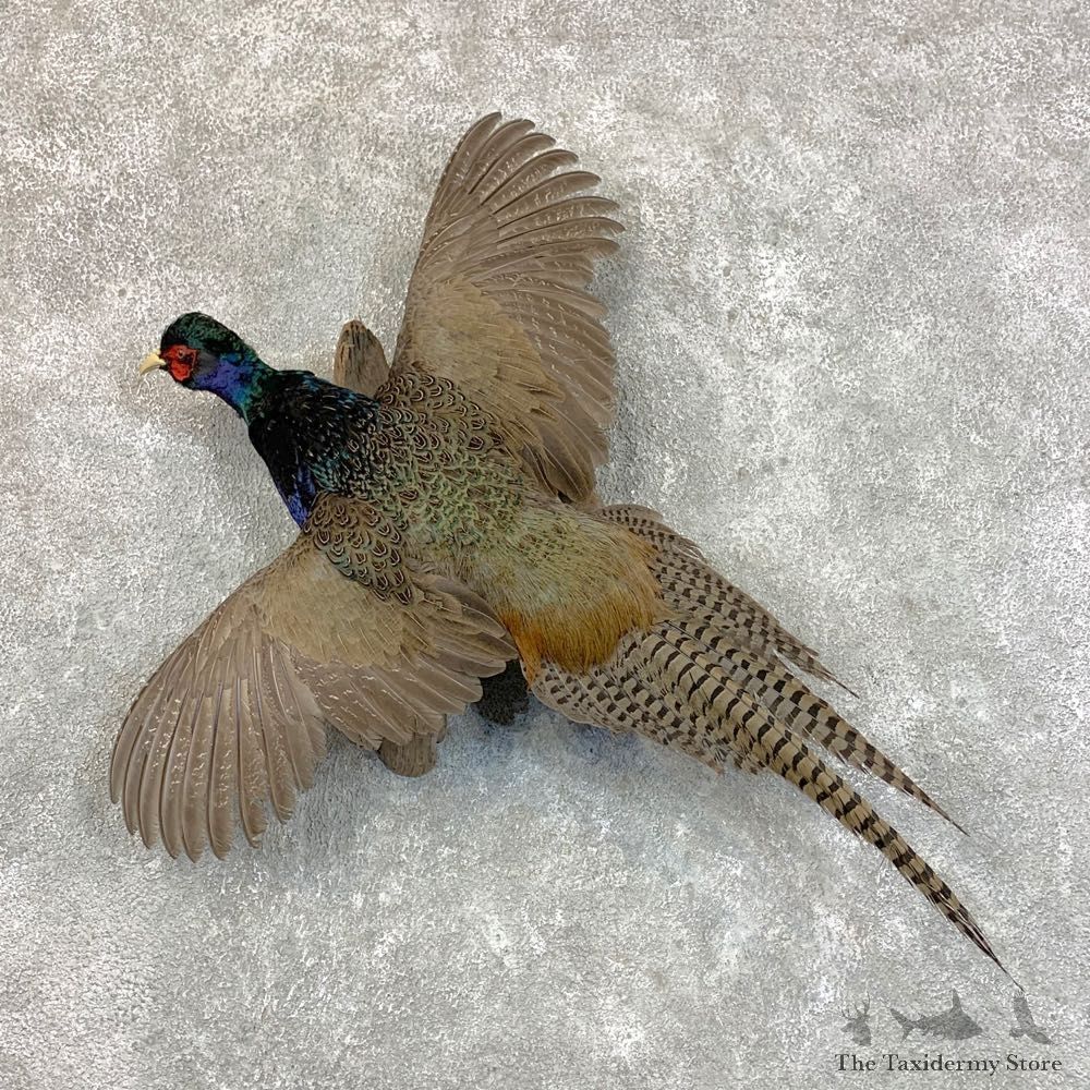 Green Pheasant Taxidermy Mount #22809 For Sale @ The Taxidermy Store