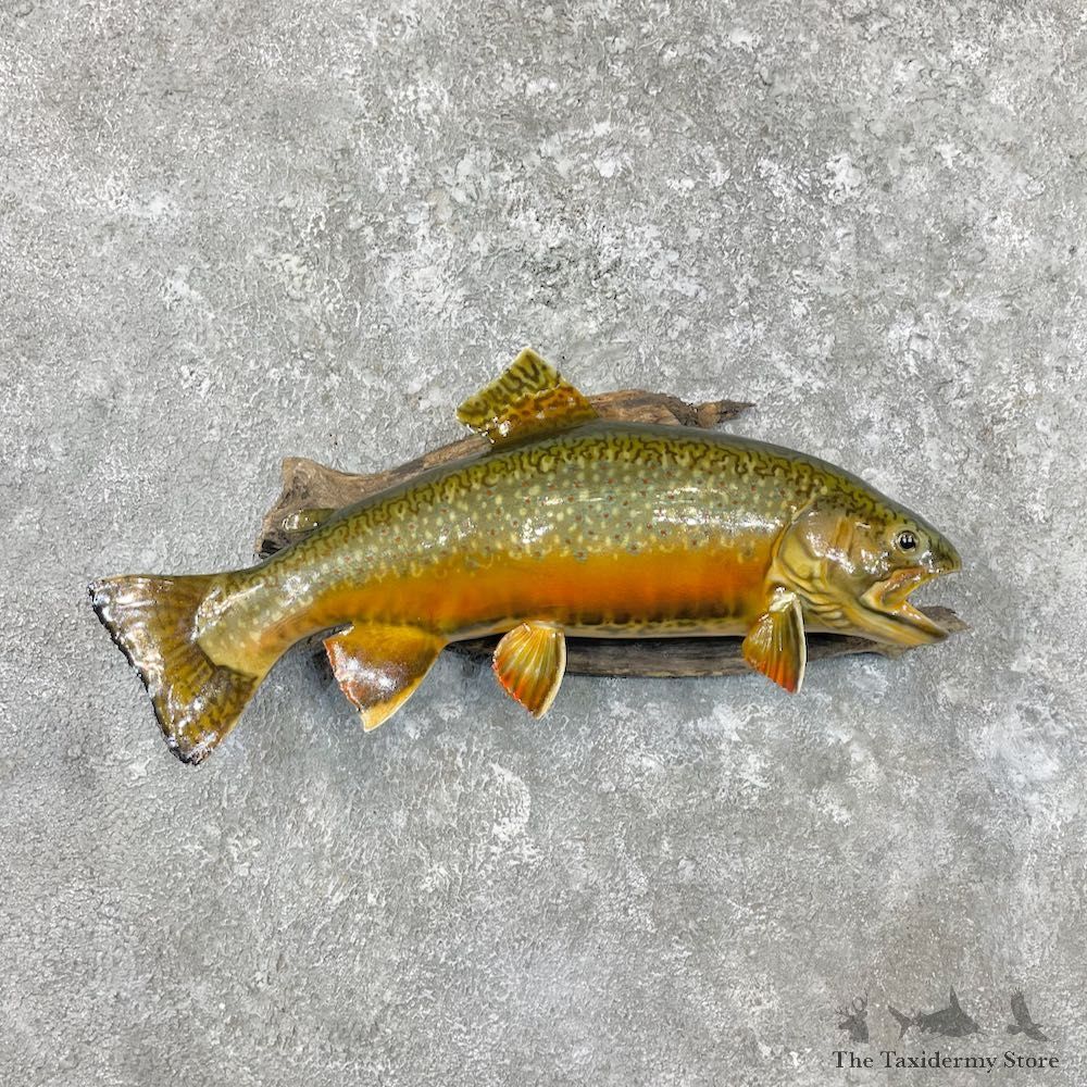 Brook Trout Fish Mount For Sale #26924 @ The Taxidermy Store
