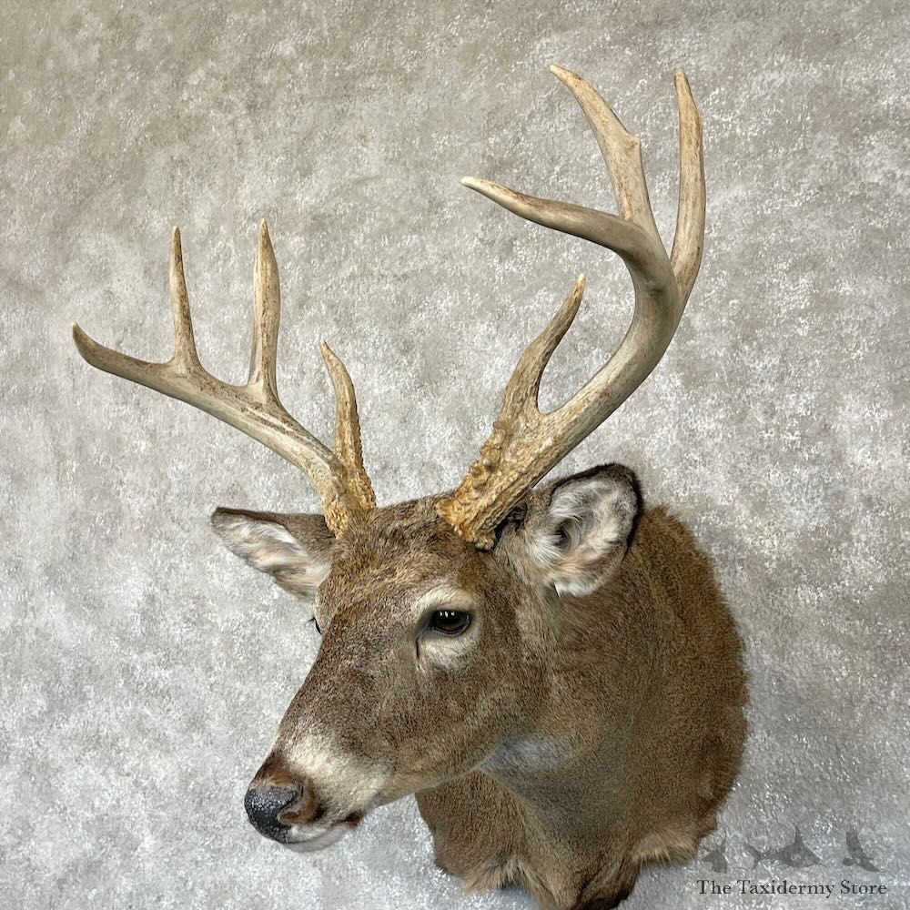 Whitetail Deer Shoulder Mount For Sale #28163 - The Taxidermy Store