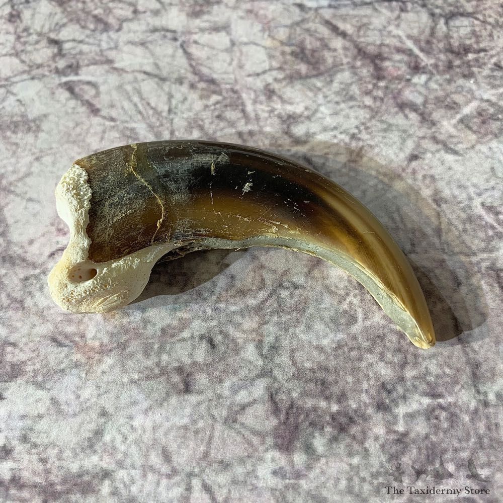 Grizzly Bear Claw For Sale #21872 - The Taxidermy Store
