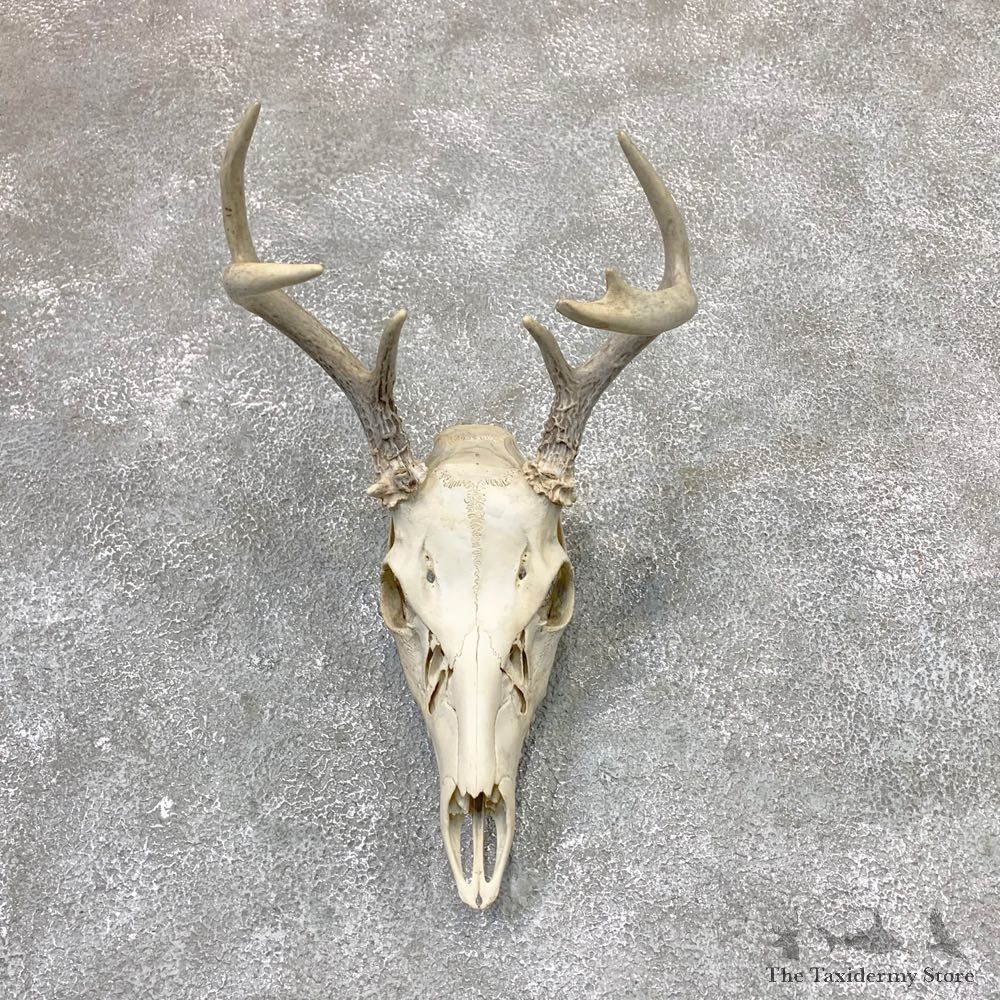 Whitetail Deer Skull European Mount For Sale #23029 @ The Taxidermy Store