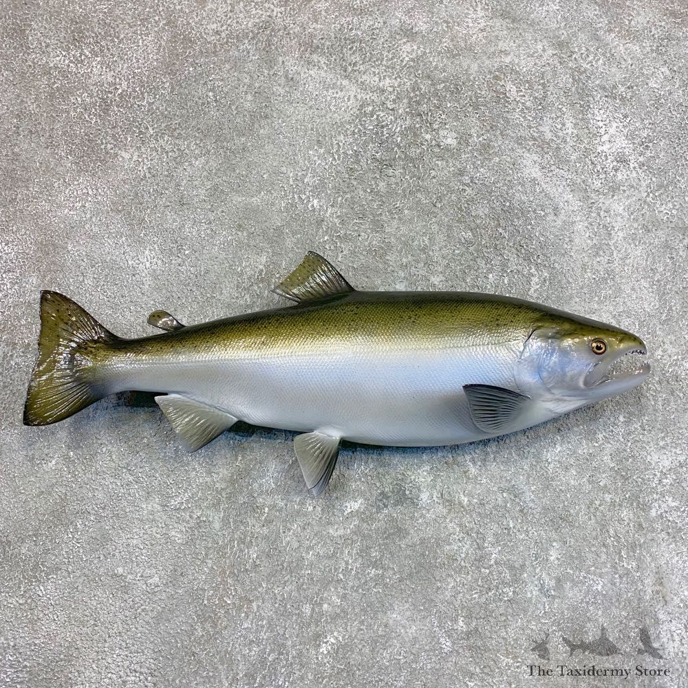 Reproduction Coho Salmon Fish Mount For Sale #22043 @ The Taxidermy Store