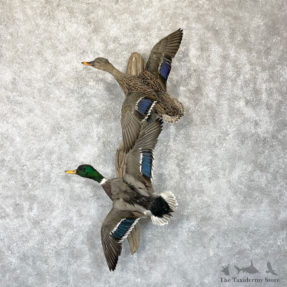 Mallard Drake and Hen Duck Mount For Sale #28187 - The Taxidermy Store