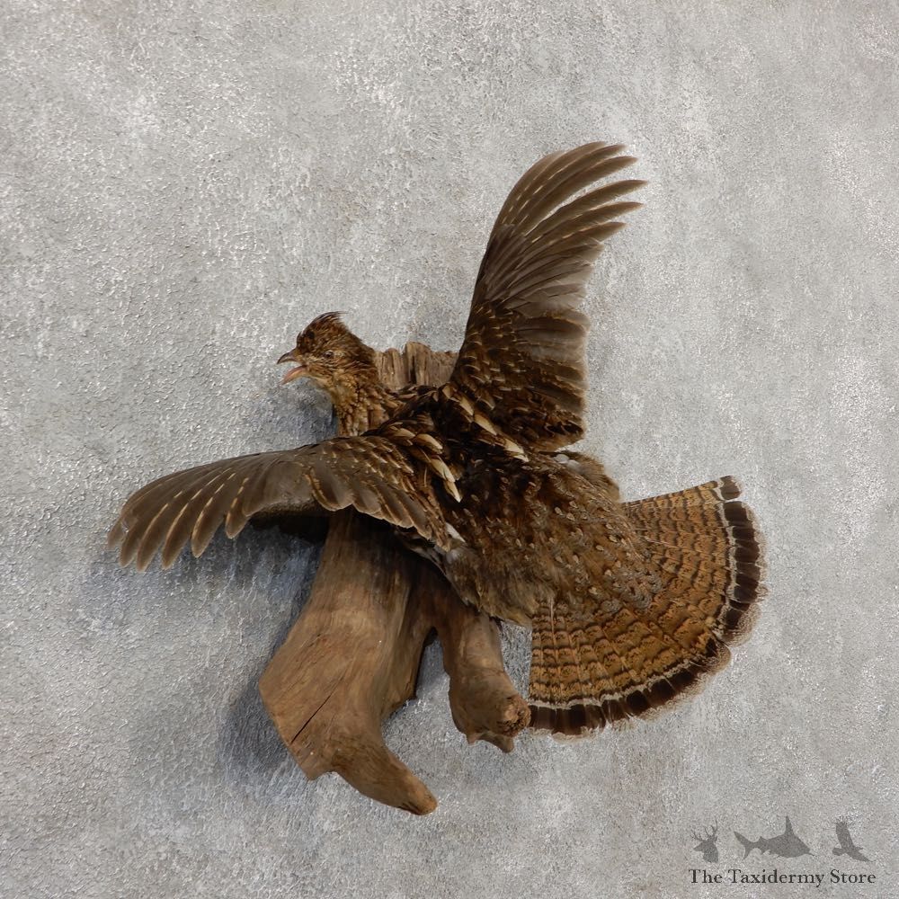 Ruffed Grouse Mount For Sale #18877 @ The Taxidermy Store