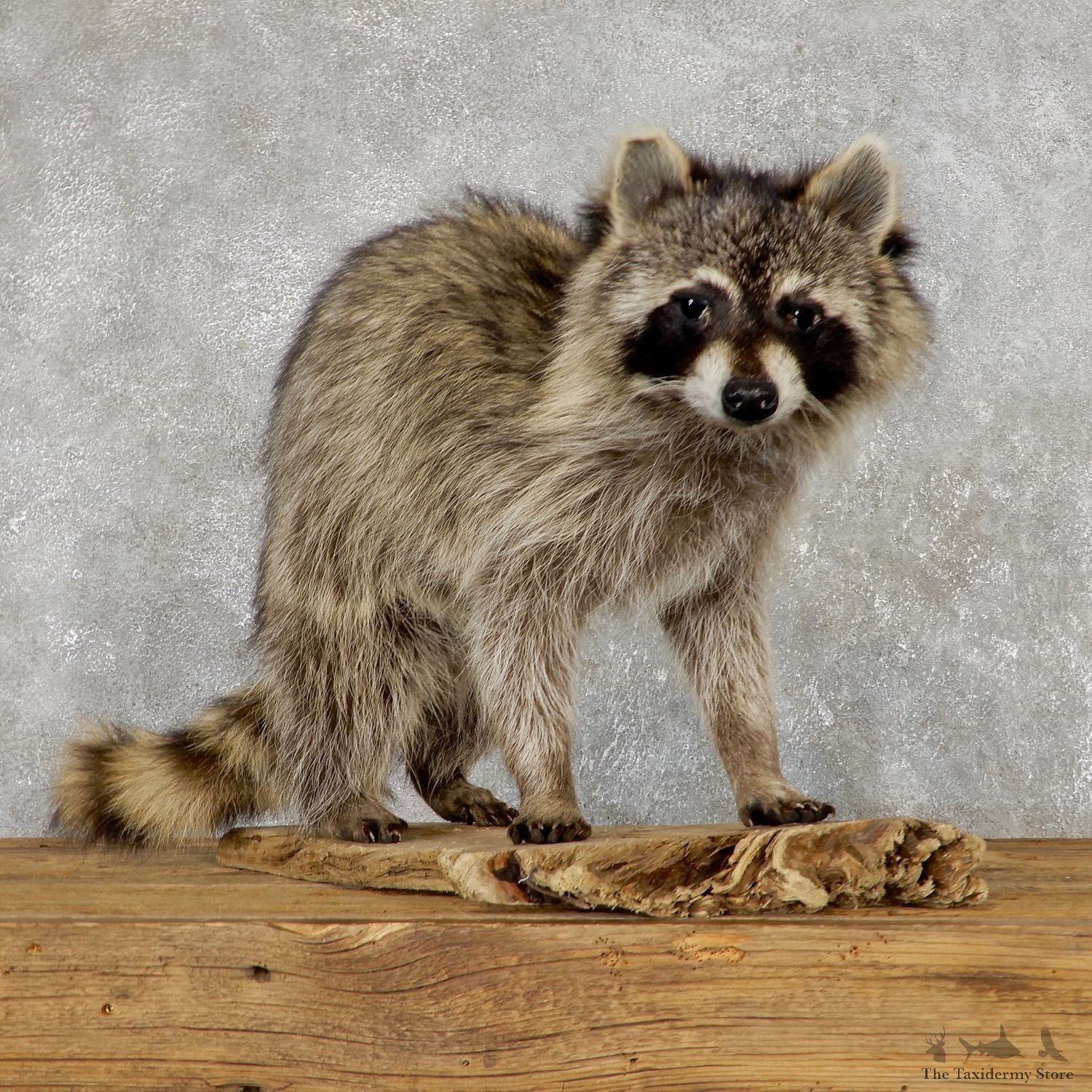 Raccoon Life-Size Mount For Sale #19467 @ The Taxidermy Store