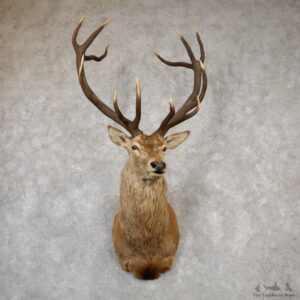 Red Stag Shoulder Mount For Sale #19992 @ The Taxidermy Store