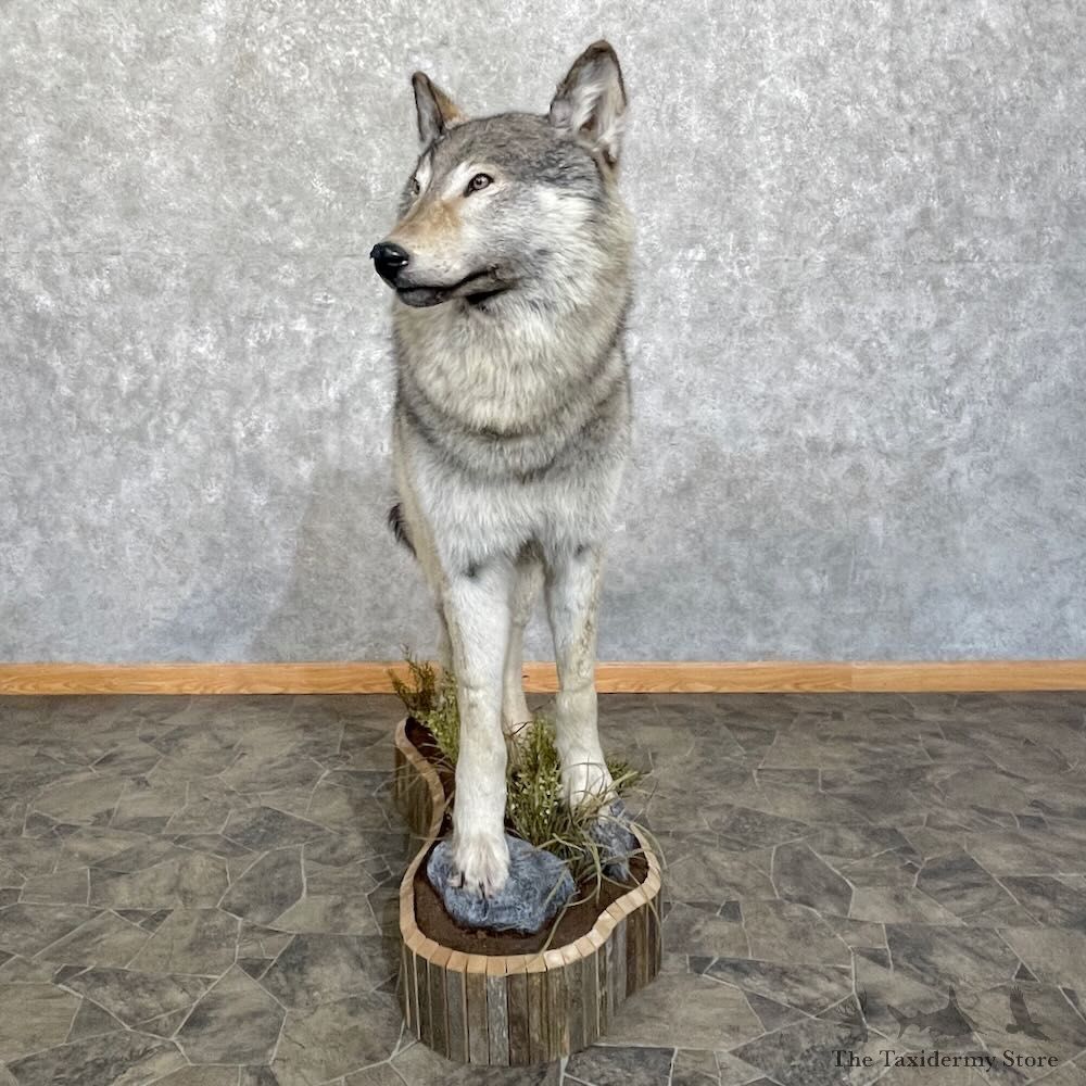 Alaskan Grey Wolf Life-Size Mount For Sale #27733 @ The Taxidermy Store