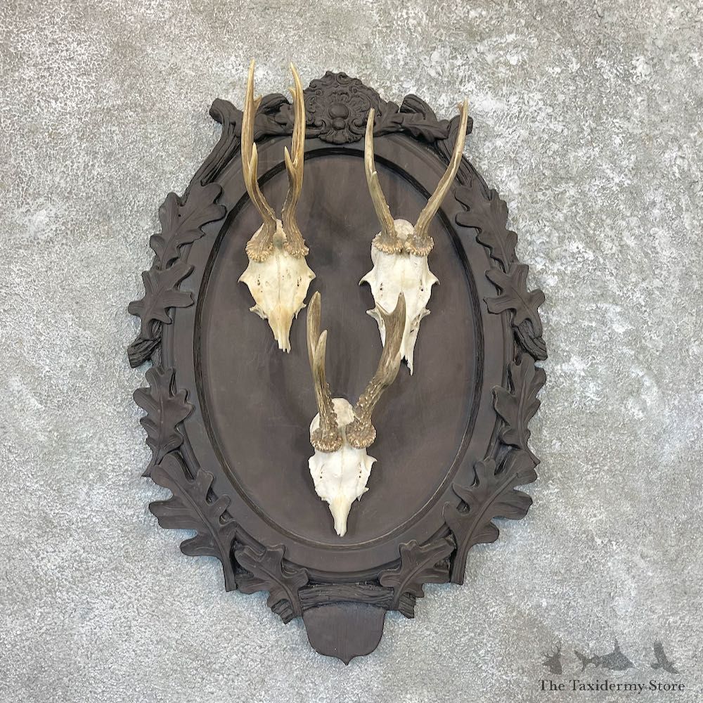 European Roe Deer Taxidermy Mount For Sale #26604 @ The Taxidermy Store