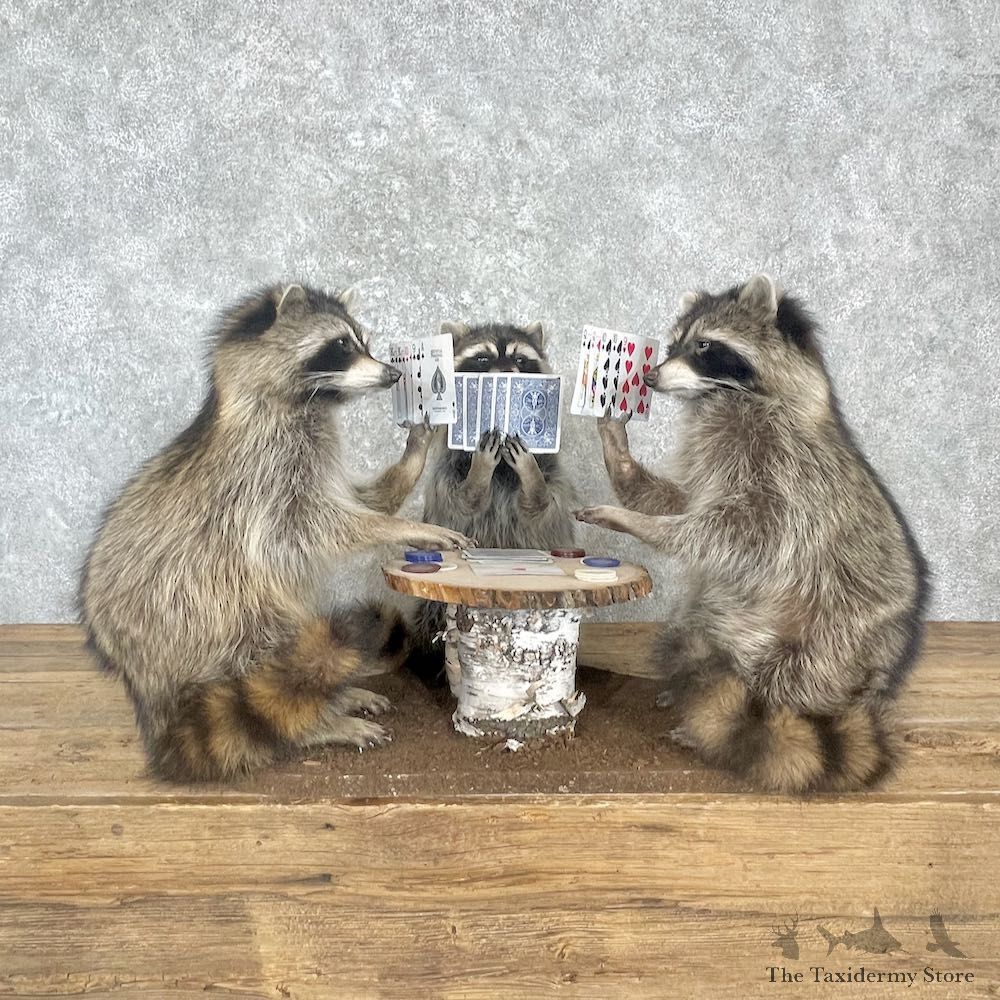Poker Raccoons Novelty Mount For Sale #27204 @ The Taxidermy Store
