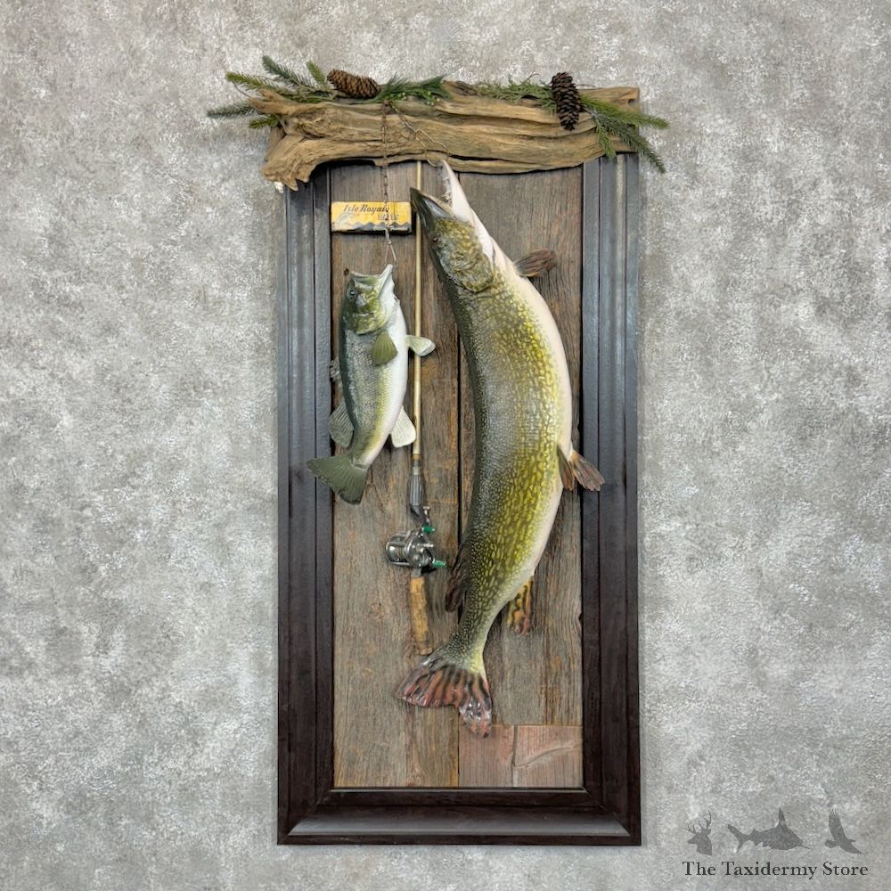 Northern Pike & Largemouth Bass Fishing Display For Sale #29342 @ The Taxidermy Store