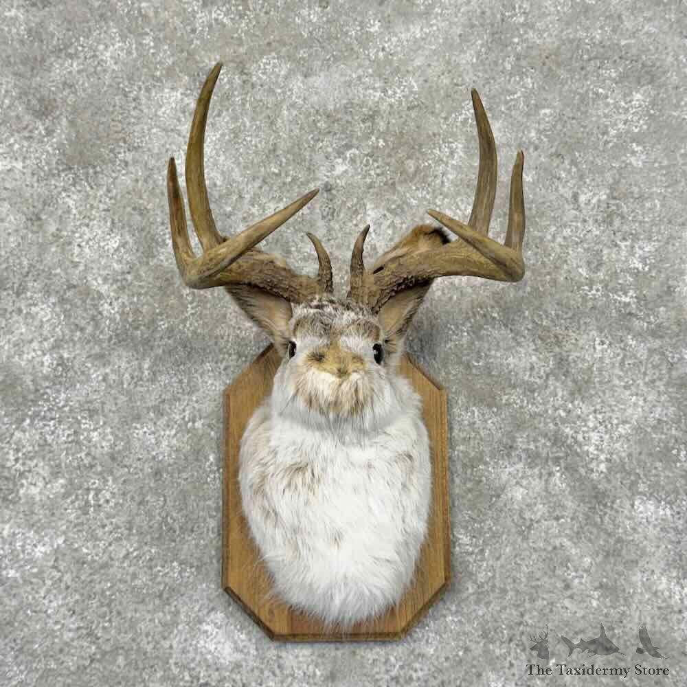 Jackalope Shoulder Mount For Sale #31958 @ The Taxidermy Store