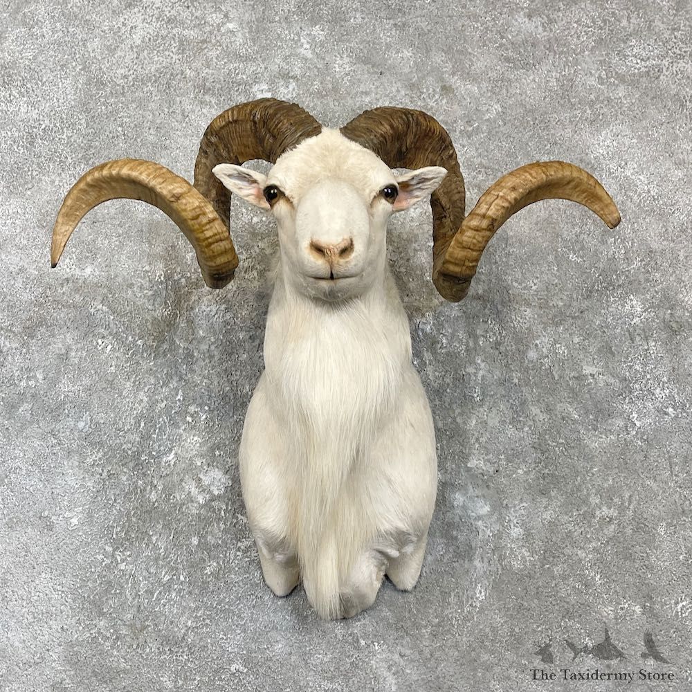 White Corsican Ram Shoulder Mount For Sale #27146 @ The Taxidermy Store