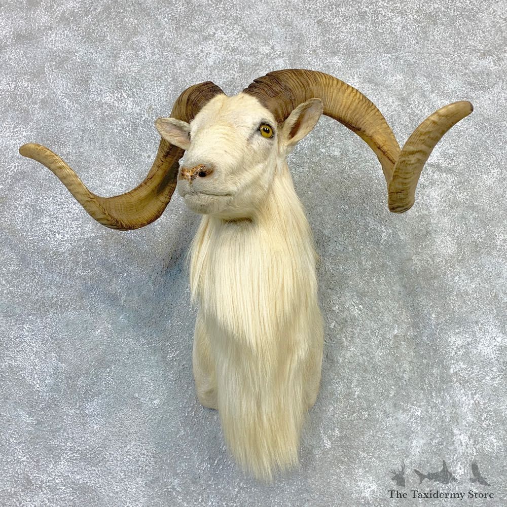 Texas Dall Sheep Taxidermy Shoulder Mount For Sale #23127 @ The Taxidermy Store