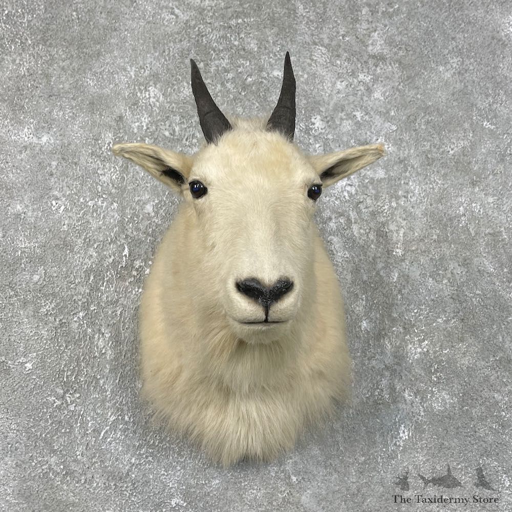 Mountain Goat Shoulder Mount For Sale #25789 - The Taxidermy Store